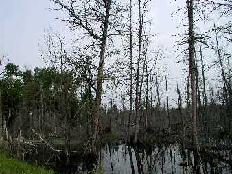 canjul2202.jpg (21788 bytes)